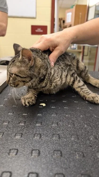 A baby medium-sized female Domestic Short Hair cat named Maude for adoption in Independence, MO