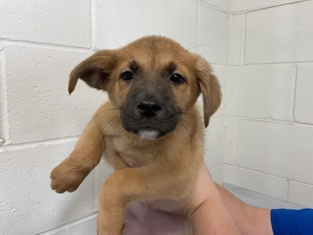 A baby small-sized female German Shepherd Dog dog named Opal for adoption in San Bernardino, CA
