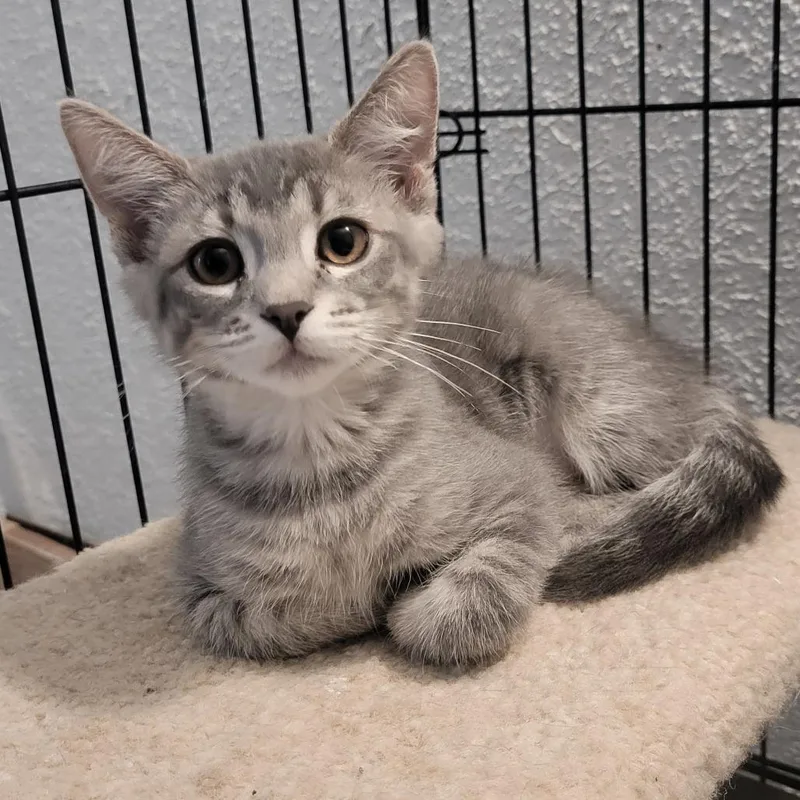 A young large-sized male Domestic Short Hair cat named Diesel for adoption in Portage, MI