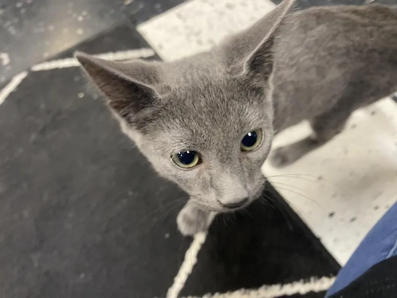 A baby small-sized male Gray / Blue / Silver Domestic Short Hair cat named Gummy Bear for adoption in Clarksville, TN