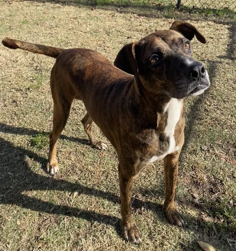 An adult medium-sized female Labrador Retriever dog named Loretta for adoption in Little Rock, AR