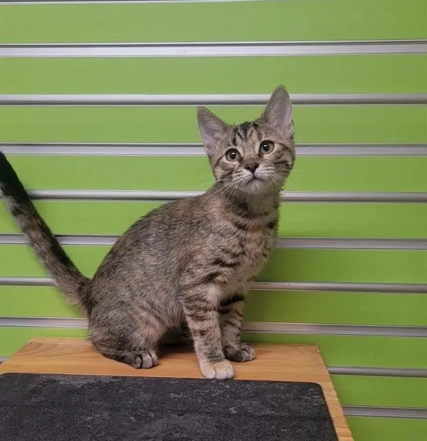 A baby small-sized female Domestic Short Hair cat named Kappi for adoption in Saint Peters, MO