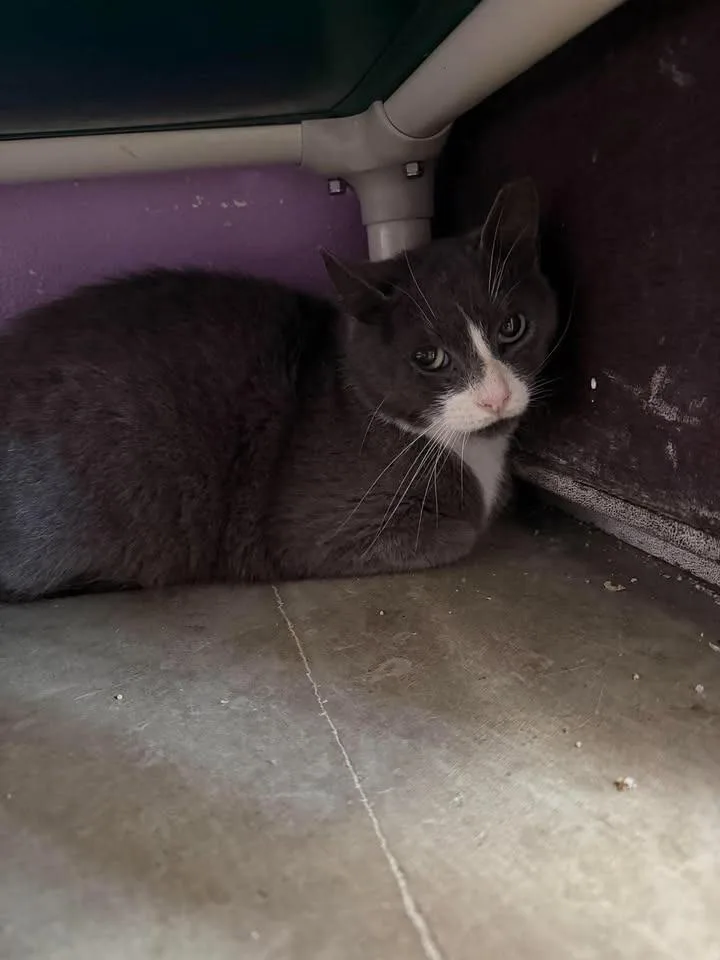 An adult large-sized male Domestic Short Hair cat named Valentine for adoption in Greensburg, IN