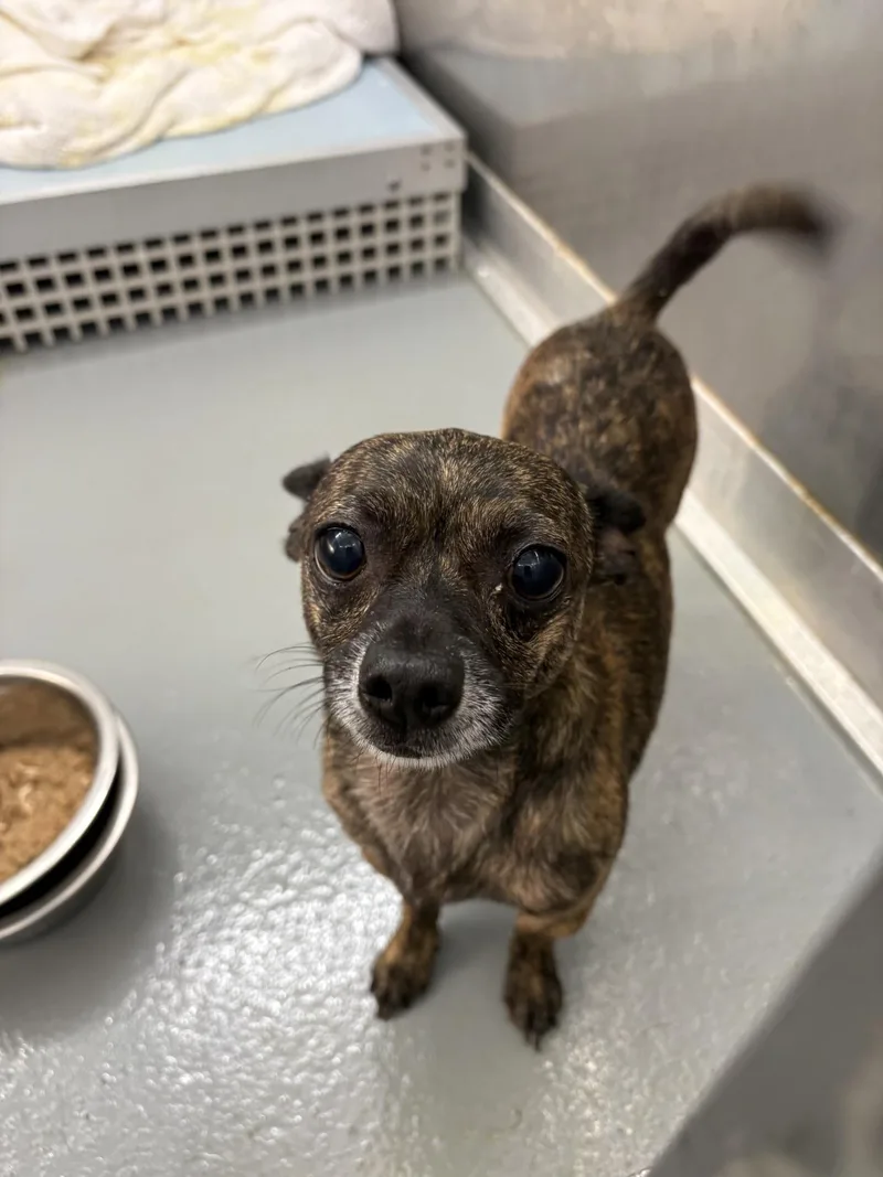 An adult small-sized male Brindle Chihuahua dog named Poquito for adoption in Ashland, VA