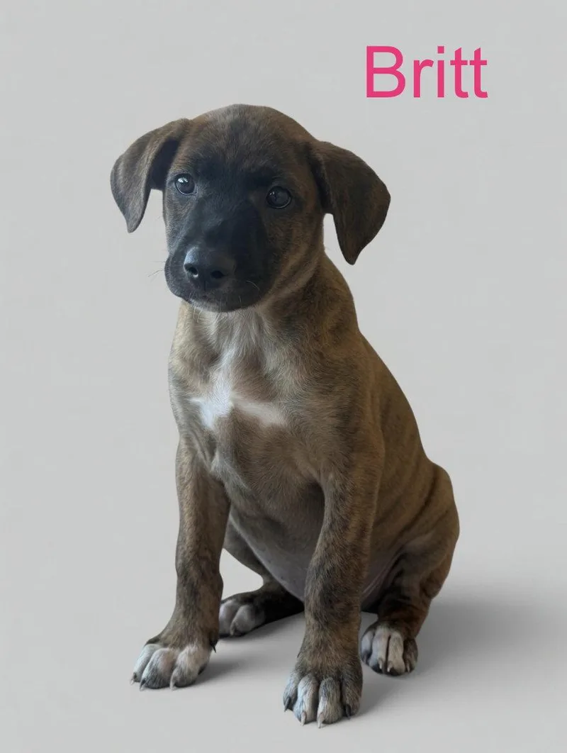 A young medium-sized female Mixed Breed dog named Britt for adoption in Union Beach, NJ