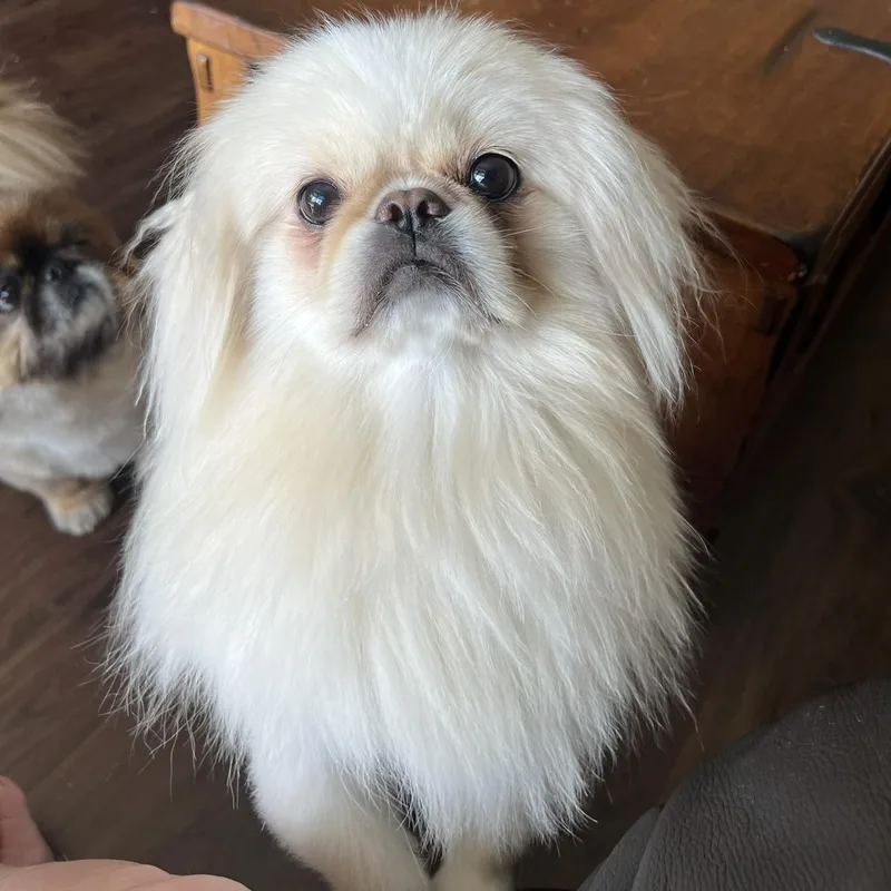 An adult small-sized male White / Cream Pekingese dog named Sugar Bear for adoption in Plano, TX