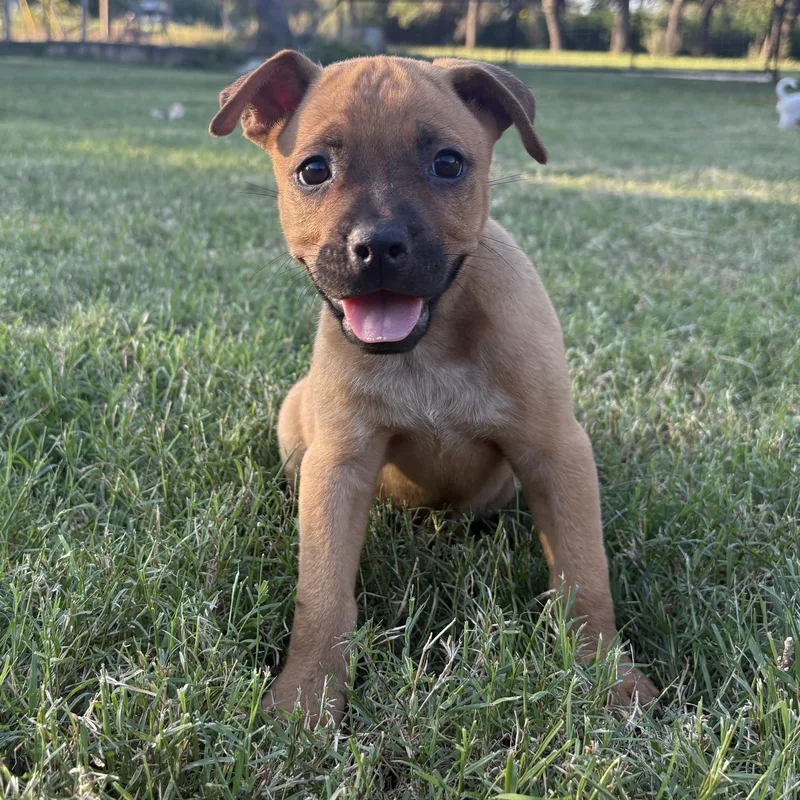 A baby small-sized female Pug dog named Winnie for adoption in Boerne, TX