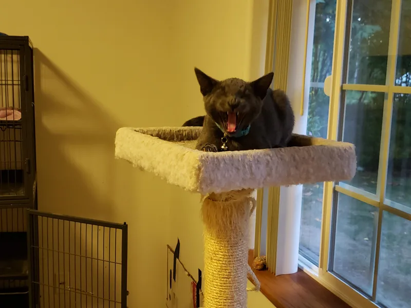 A baby medium-sized male Gray / Blue / Silver Domestic Short Hair cat named Dumpling for adoption in Rochester, WA