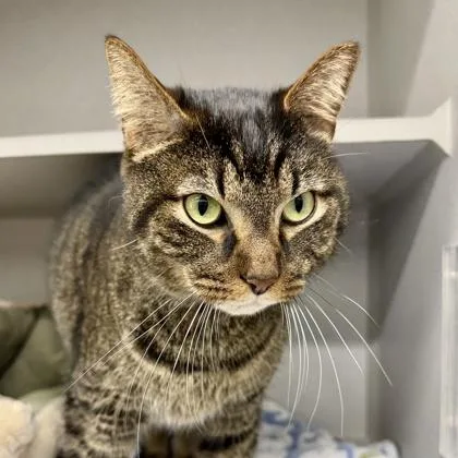 An adult small-sized male Black Domestic Short Hair cat named Henry for adoption in Atlanta, GA