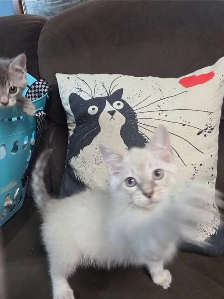 A baby small-sized female Cream / Ivory American Shorthair cat named Macarena for adoption in levittown, NY