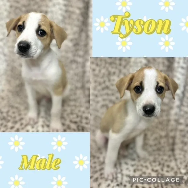 A baby medium-sized male Jack Russell Terrier dog named Tyson for adoption in Manchester, CT