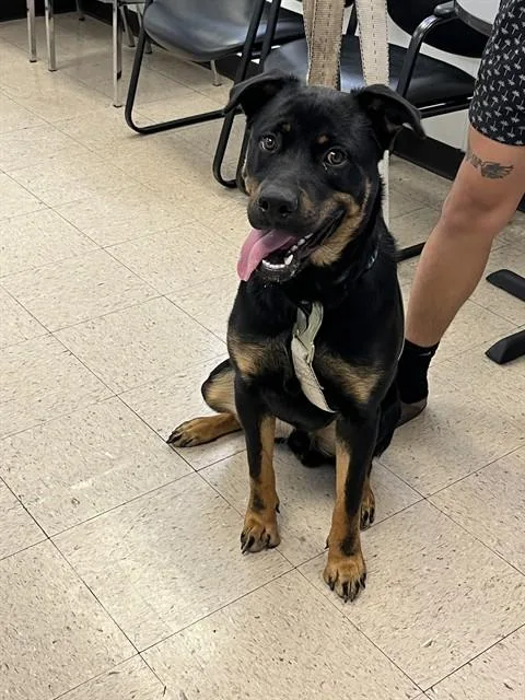 A young large-sized male German Shepherd Dog dog named Maddox for adoption in Killeen, TX