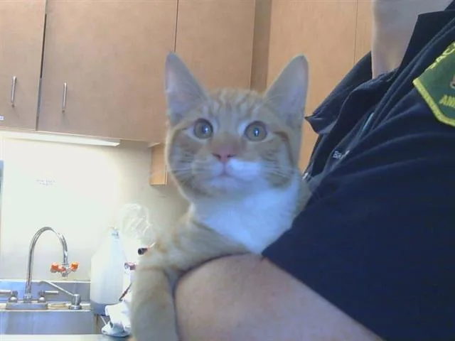 A baby medium-sized male Domestic Short Hair cat named Quentin for adoption in Sacramento, CA