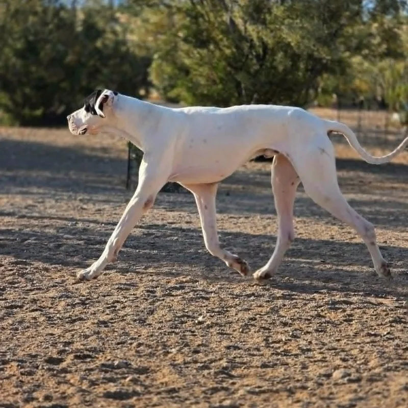 A young extra large-sized male White / Cream Great Dane dog named Bixby for adoption in Tehachapi, CA