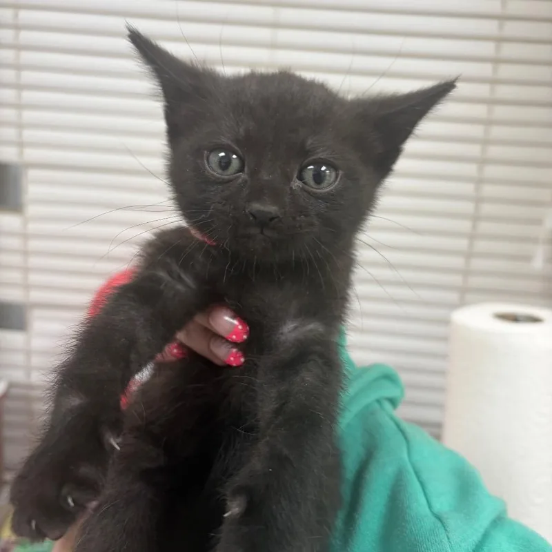 A baby small-sized male Black Domestic Short Hair cat named Thomas for adoption in Pekin, IL