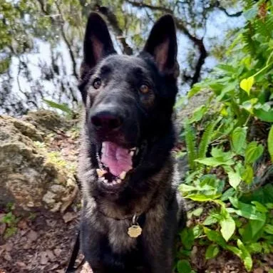 An adult large-sized male German Shepherd Dog dog named Max for adoption in Palm Harbor, FL