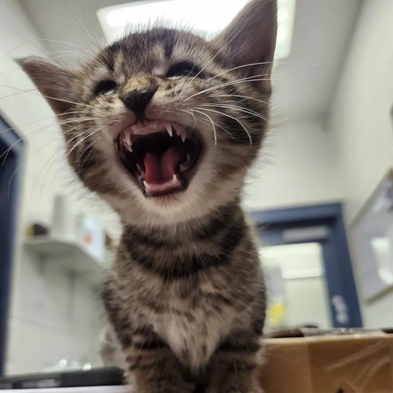 A baby small-sized female Brown / Chocolate Domestic Short Hair cat named Mac for adoption in Pittsburgh, PA