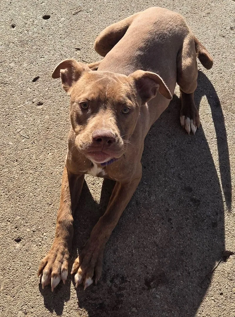 Clifford thumbnail 2