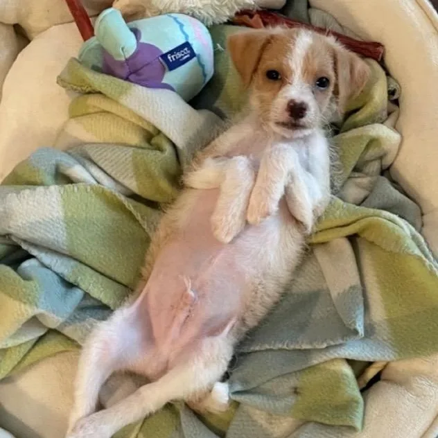 A baby small-sized male Golden Border Terrier dog named Luca for adoption in Santa Monica, CA