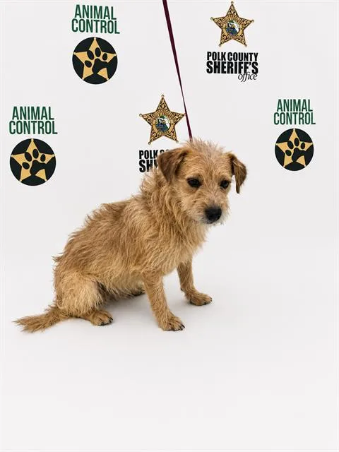 A young small-sized male Border Terrier dog named Niehigh for adoption in Winter Haven, FL