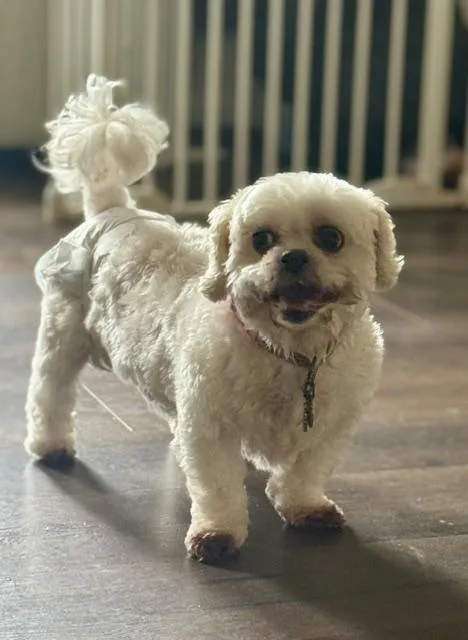 A senior small-sized female Maltese dog named Winnie for adoption in Springfield, VA