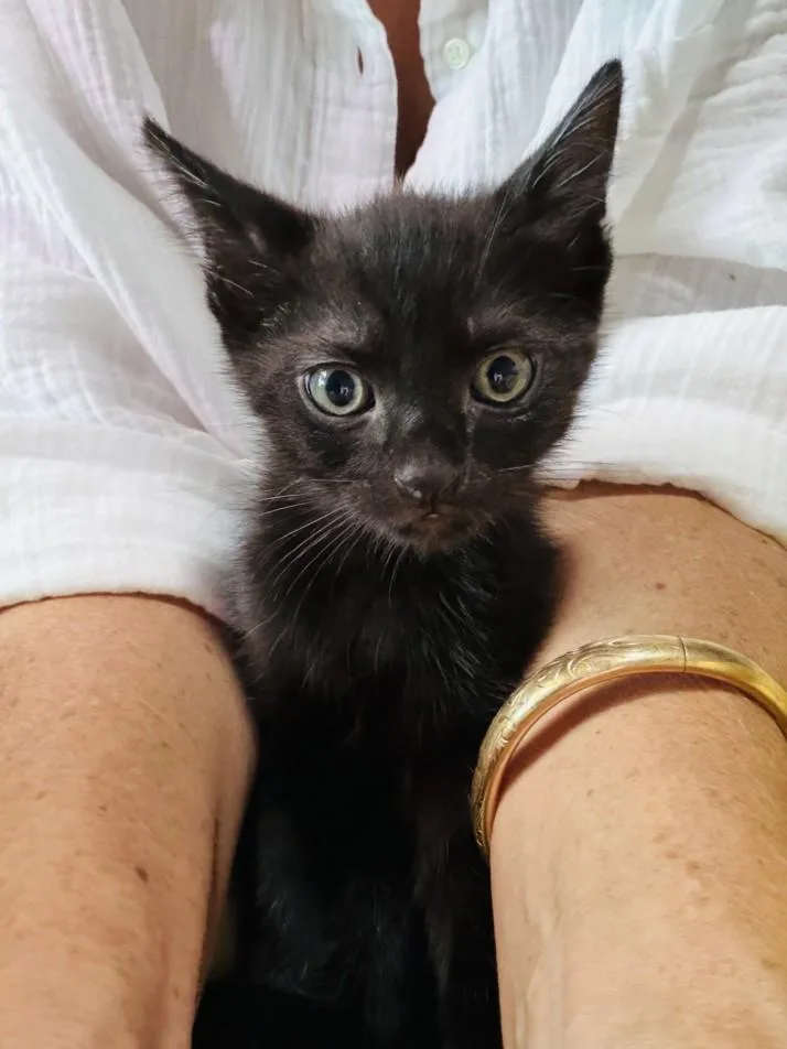 A baby small-sized male Domestic Short Hair cat named Draco for adoption in Burbank, CA