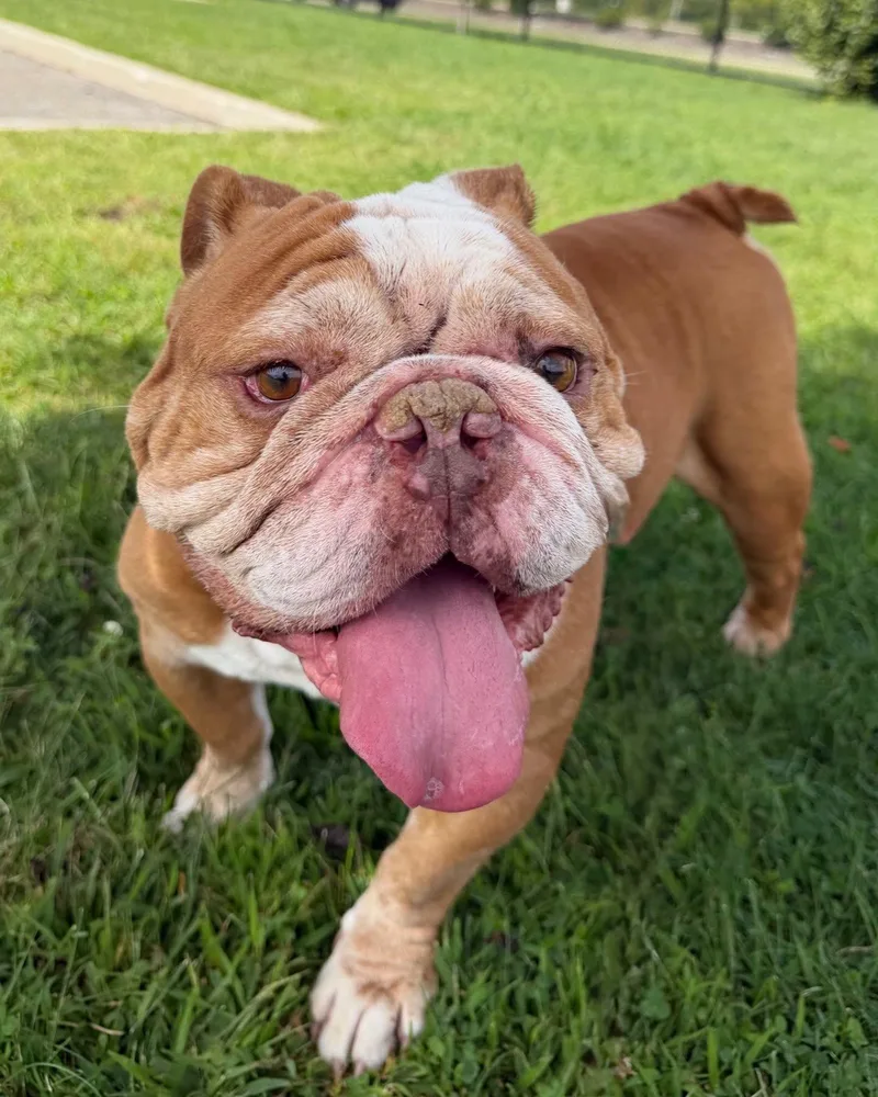 An adult medium-sized male White / Cream English Bulldog dog named Prince Tag for adoption in Central Islip, NY