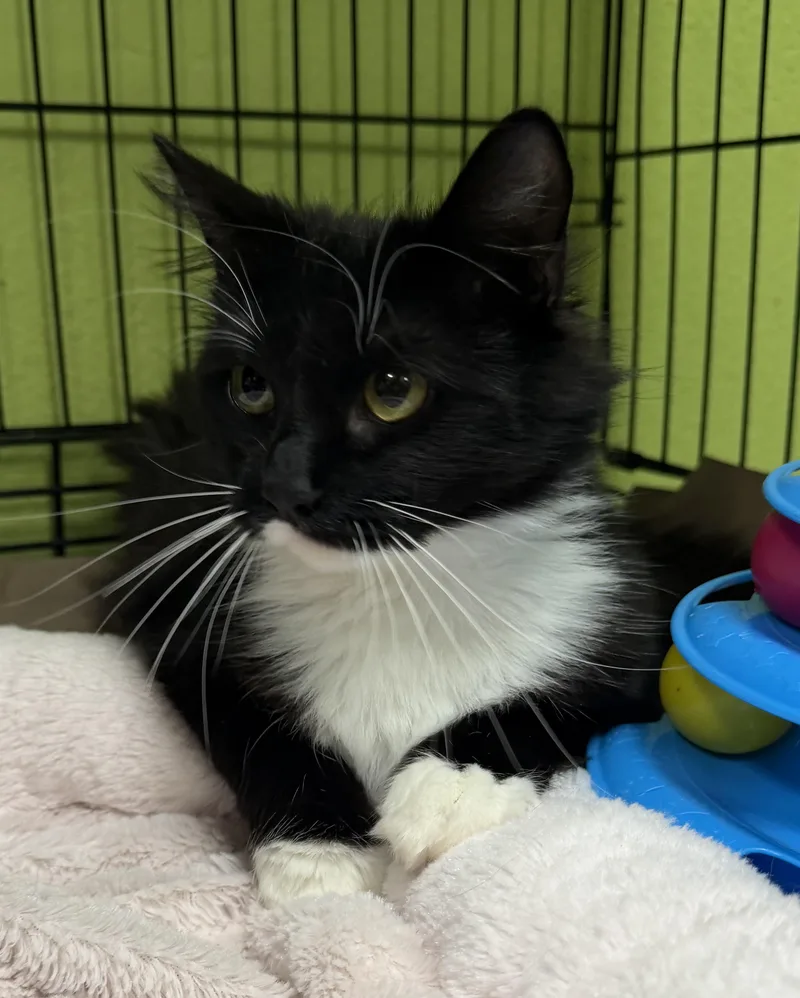 A young medium-sized female Black & White / Tuxedo Domestic Medium Hair cat named Abby for adoption in Jackson, CA