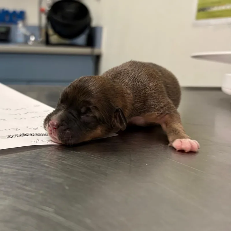 A baby small-sized female Brown / Chocolate Mixed Breed dog named Belt Buckle for adoption in Charleston, WV