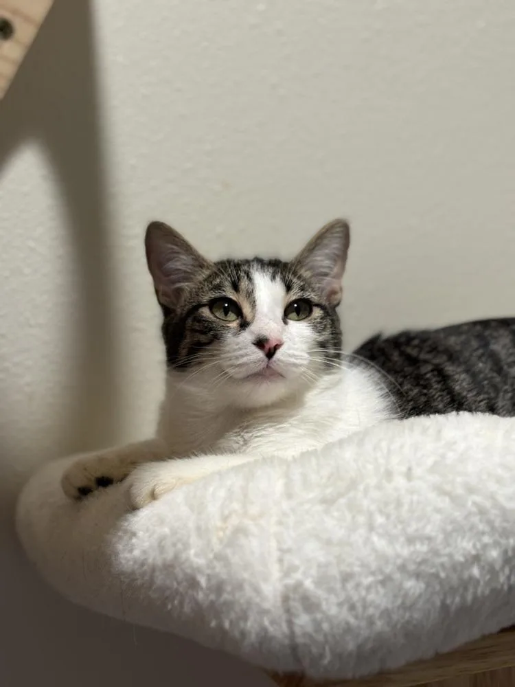 A baby medium-sized female Domestic Short Hair cat named Glimmerhex for adoption in Dallas, TX
