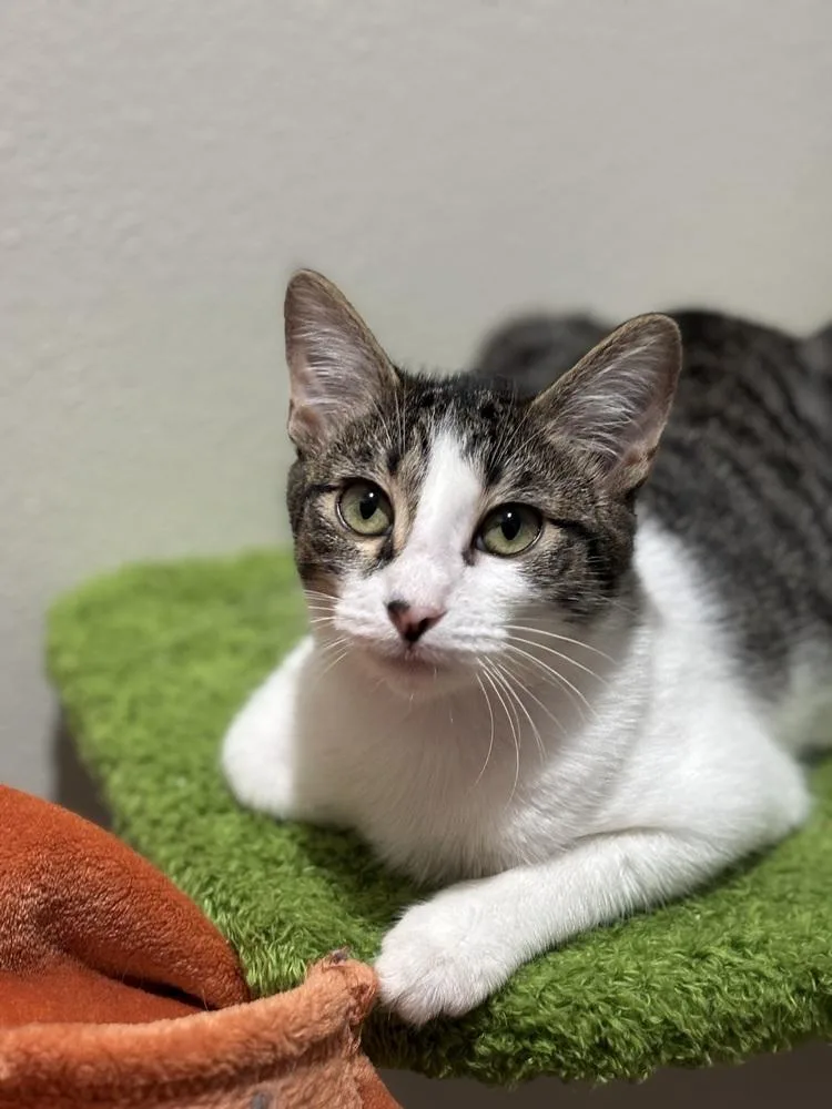 Glimmerhex thumbnail 2