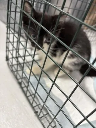 A baby small-sized female Domestic Short Hair cat named Autumn for adoption in Cumming, GA