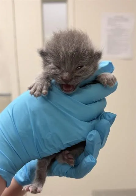 A baby small-sized female Domestic Short Hair cat named A for adoption in Riverside, CA
