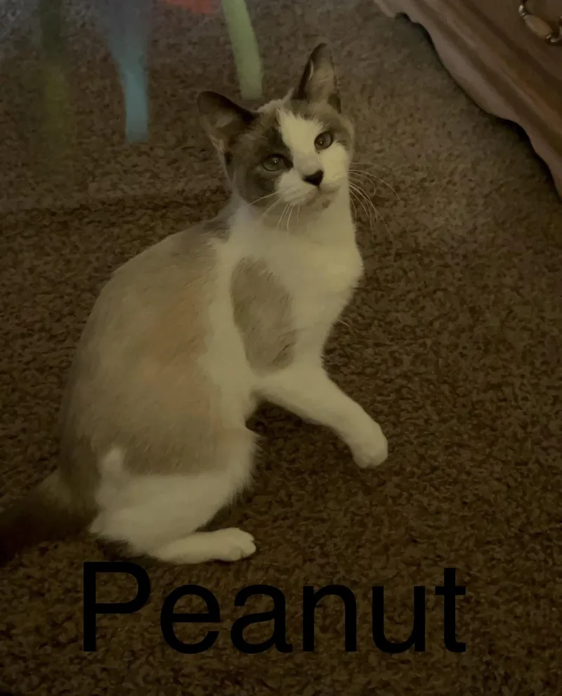An adult medium-sized female Siamese cat named Peanut for adoption in Rochester, NY