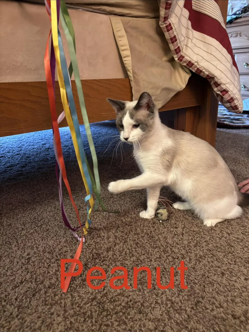 Peanut thumbnail 2