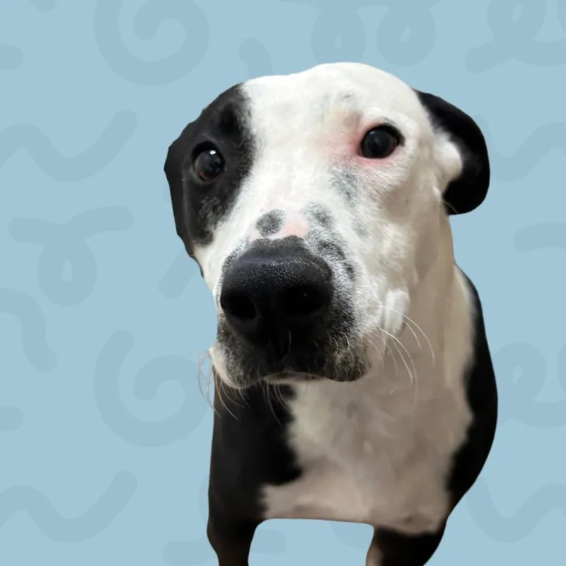 A young medium-sized female Pit Bull Terrier dog named Ginger for adoption in Reno, NV