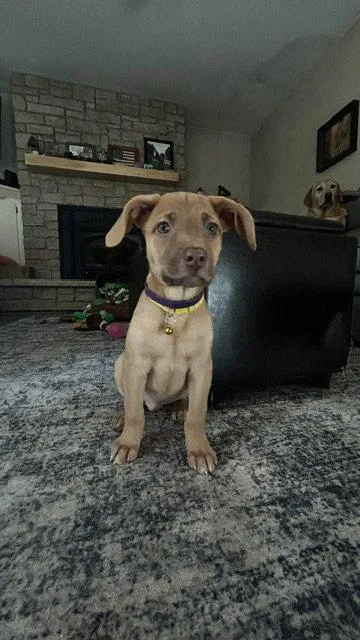 A baby medium-sized female Labrador Retriever dog named Amethyst for adoption in North Prairie, WI