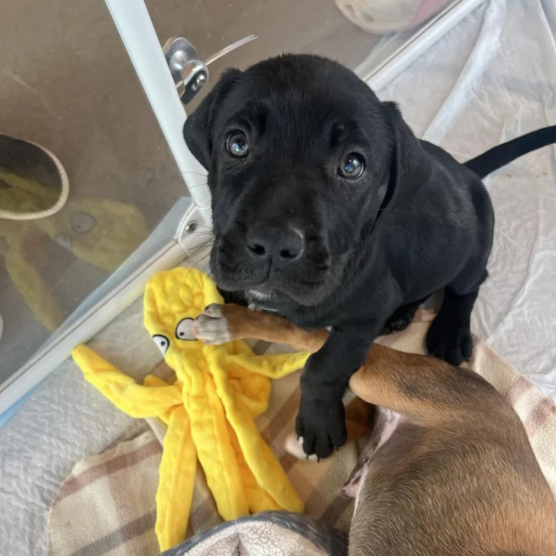 A baby small-sized male Black Mixed Breed dog named Reptile for adoption in Bentonville, AR