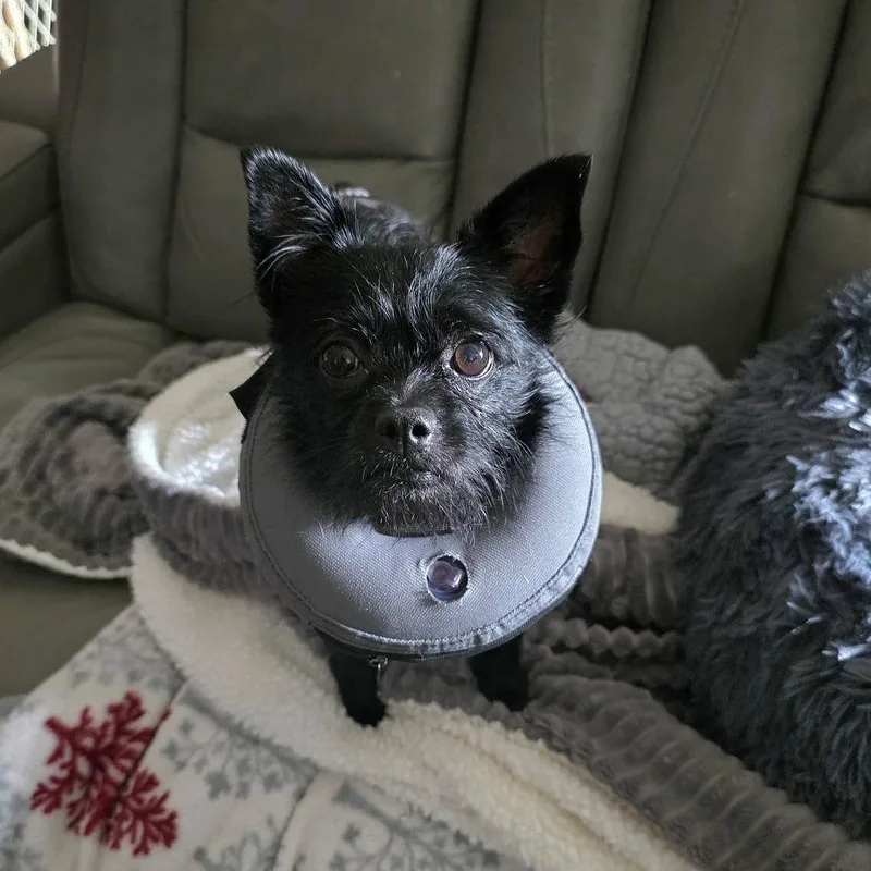 An adult small-sized female Yorkshire Terrier dog named Ella Mae for adoption in Cleveland, TN