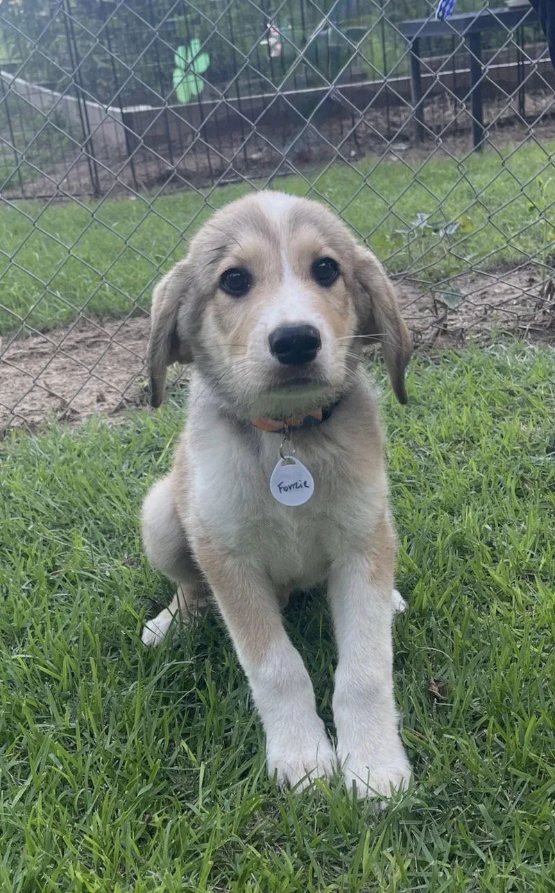 A baby large-sized male Great Pyrenees dog named Fonzie Lonestar for adoption in Rockaway, NJ