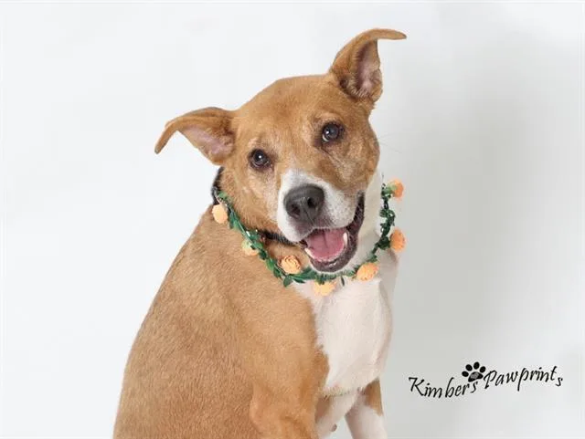 A senior medium-sized female Black Mouth Cur dog named Lexi for adoption in Omaha, NE
