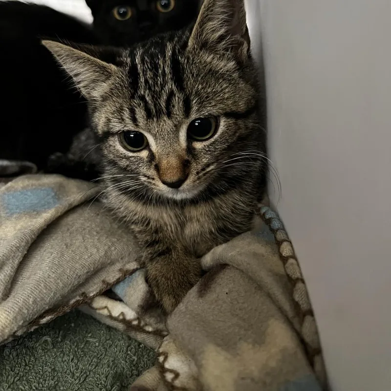An adult medium-sized male Domestic Short Hair cat named Sunny for adoption in Harrisville, WV