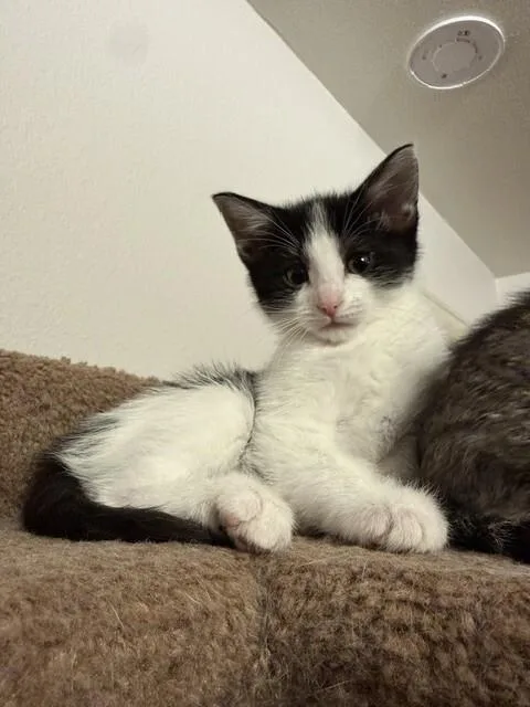 Eenie