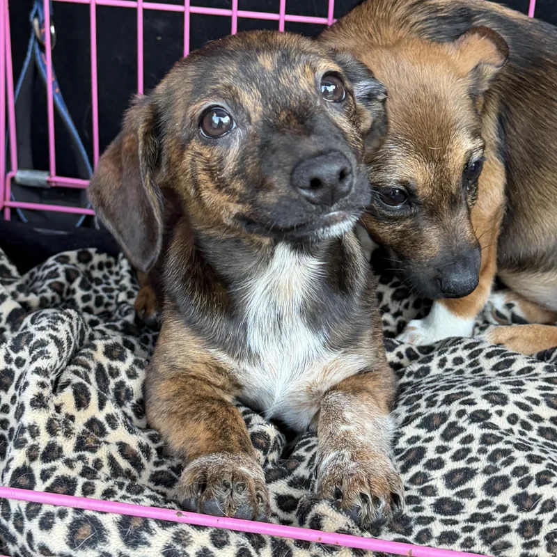 A baby small-sized male Brindle Chihuahua dog named Dukes Jackson for adoption in Jeffersonville, IN