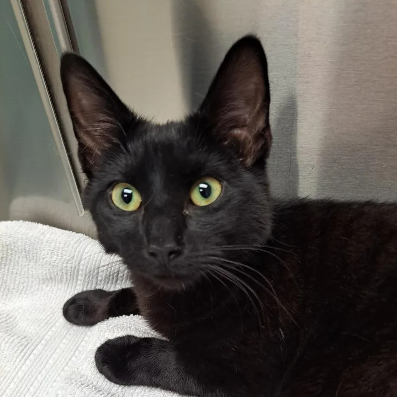 Jiji