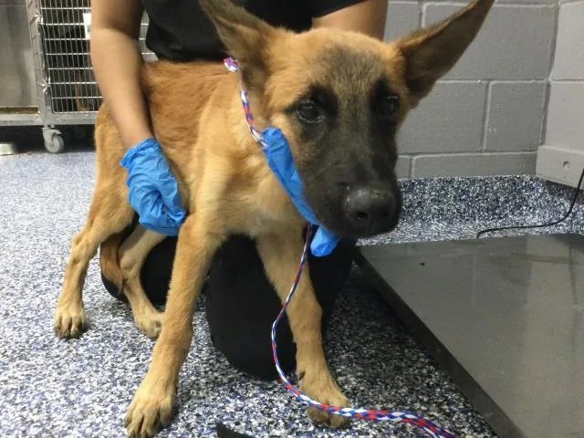 A baby medium-sized male Belgian Shepherd / Malinois dog named Loki for adoption in Thousand Palms, CA