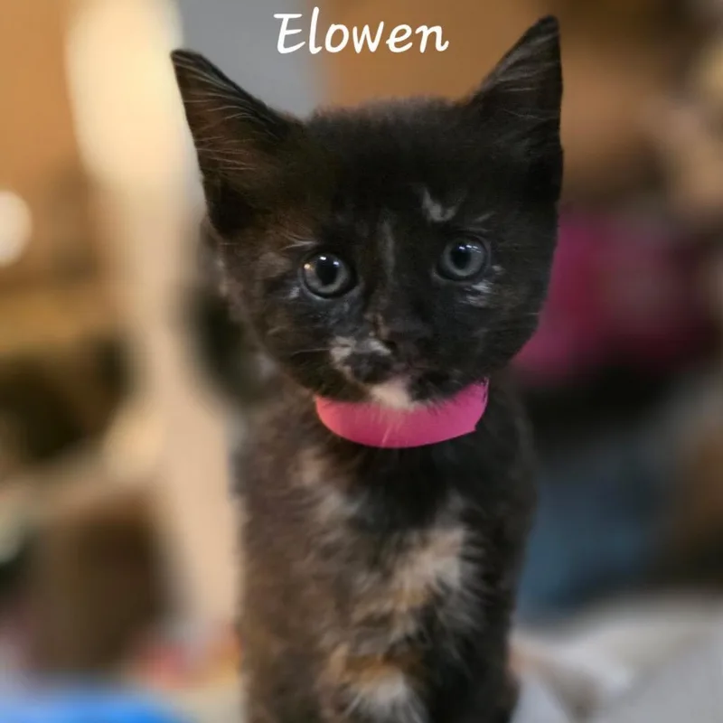 A baby small-sized female Tortoiseshell Domestic Short Hair cat named Elowen for adoption in Waldorf, MD
