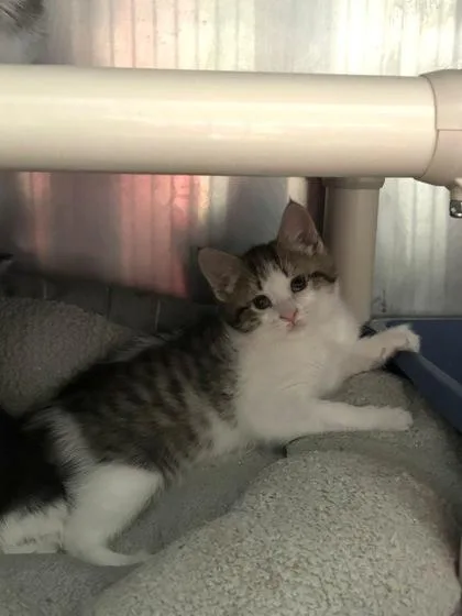 A baby small-sized female Brown / Chocolate Domestic Short Hair cat named Gigi for adoption in Annapolis, MD