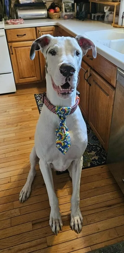 An adult extra large-sized male Harlequin Great Dane dog named Broley for adoption in Bullard, TX