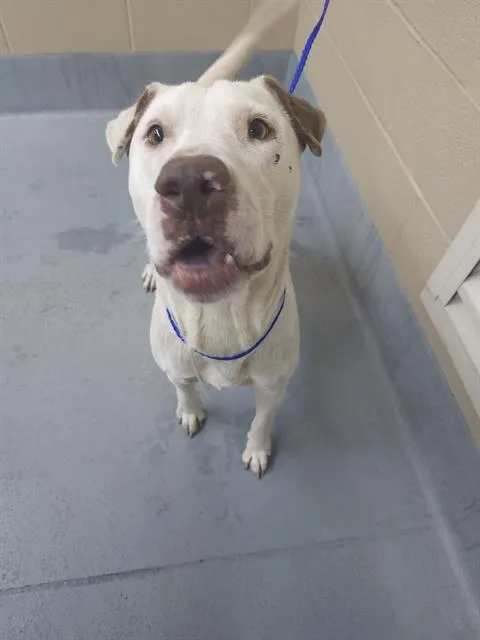An adult large-sized male Staffordshire Bull Terrier dog named Charlie for adoption in Houston, TX